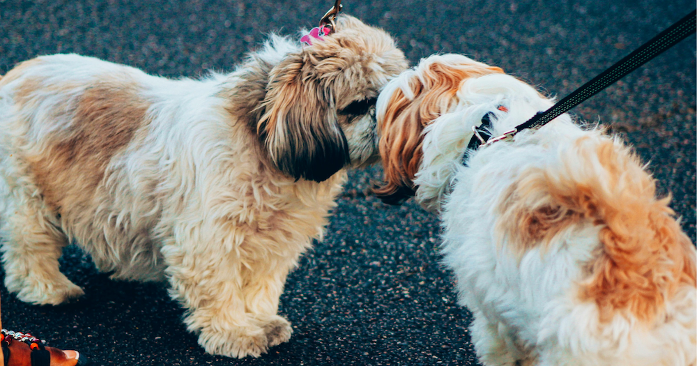 Two cute dogs greeting each other by touching noses
