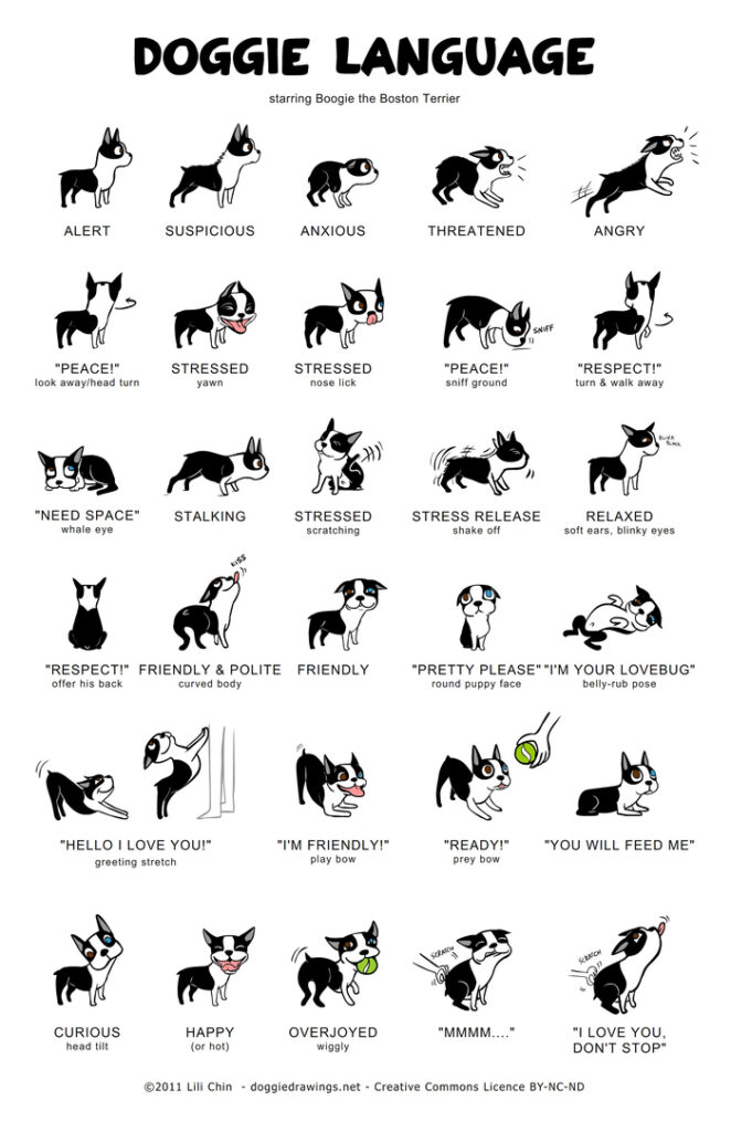 Infographic of a dogs body language