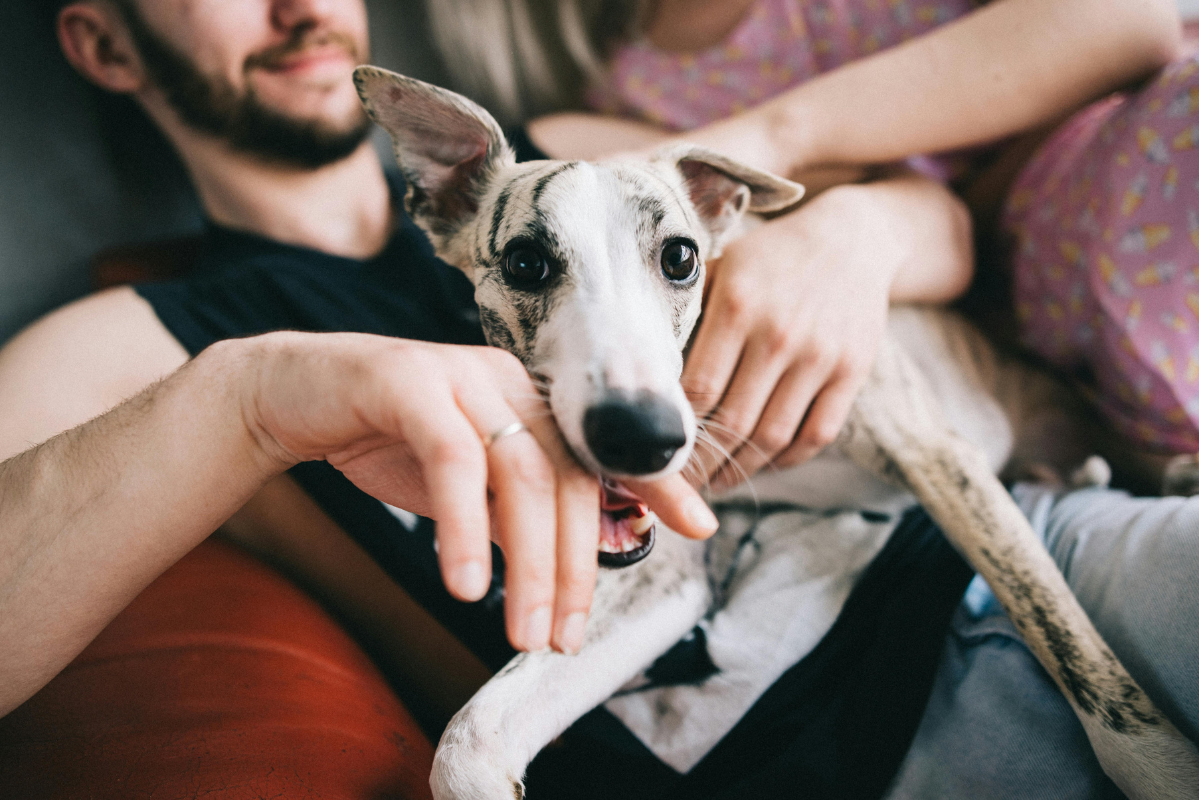 You are currently viewing Finding The Perfect Pooch – how to choose the right breed of dog for you!