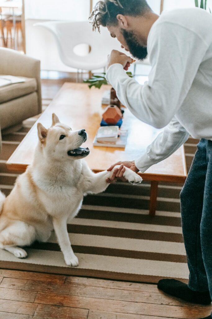 A dog preforming a trick for a treat