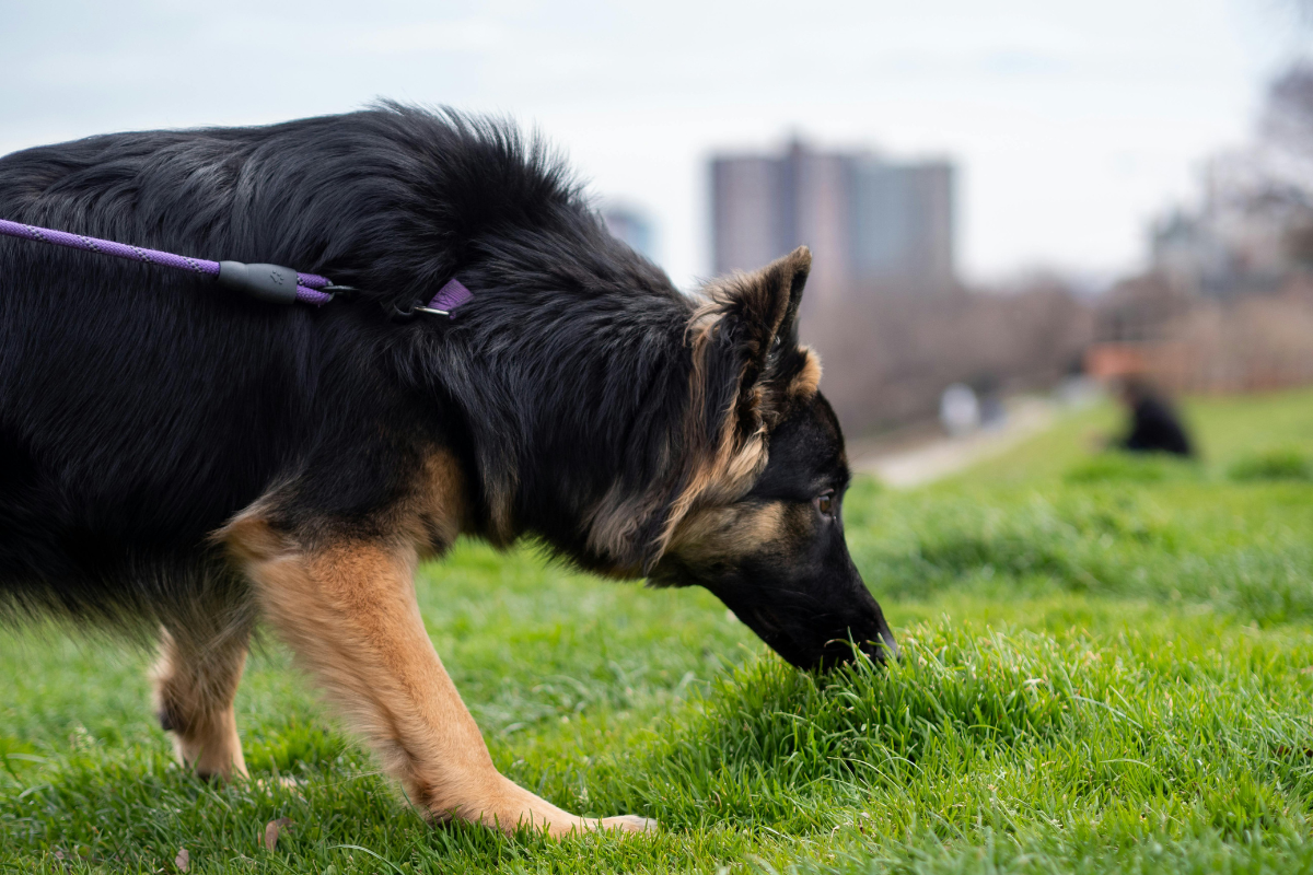 Read more about the article The Wonders of Scent Training for Dogs: Unlocking Their No. 1 Superpower