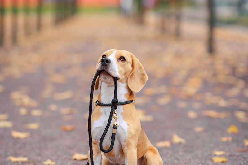 Read more about the article Mastering Dog Training & Behaviour: Turning Your Pup into a Well-Mannered Companion