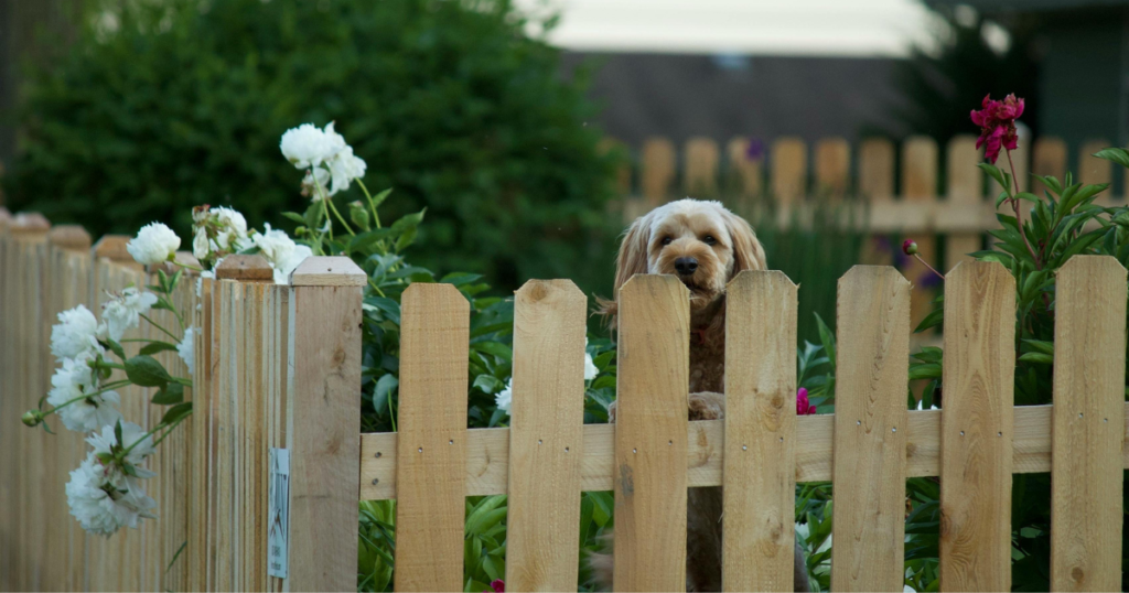 Cockapoo in a garden looking over a wooden fence surrounded by dog
safe plants, roses.
