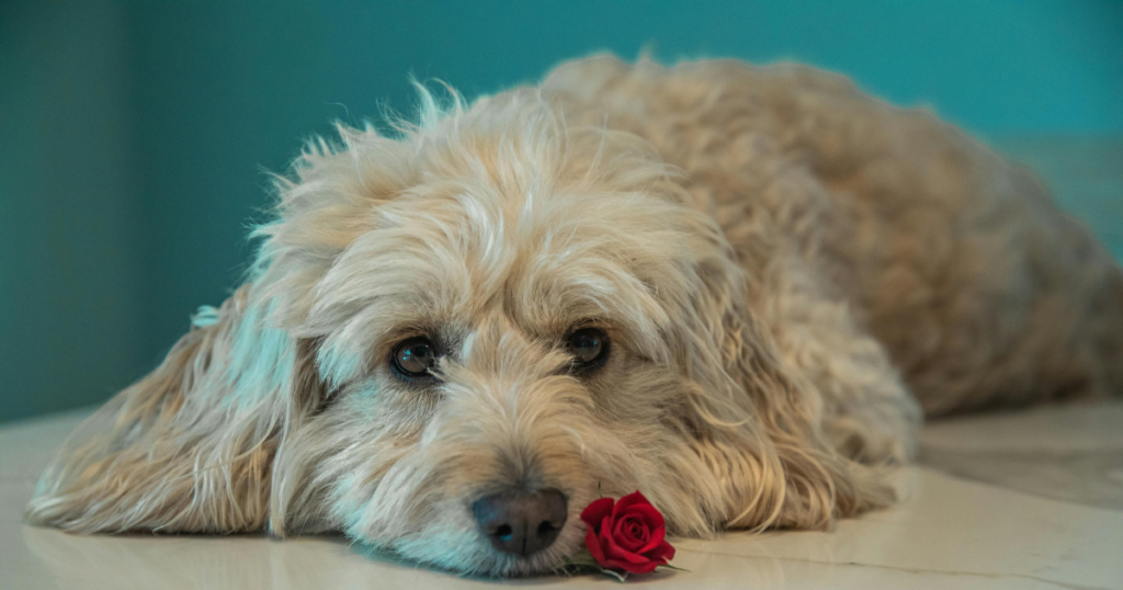 Cute Cocapoo laying on the floor, with it's head on a rose which is a dog safe plants