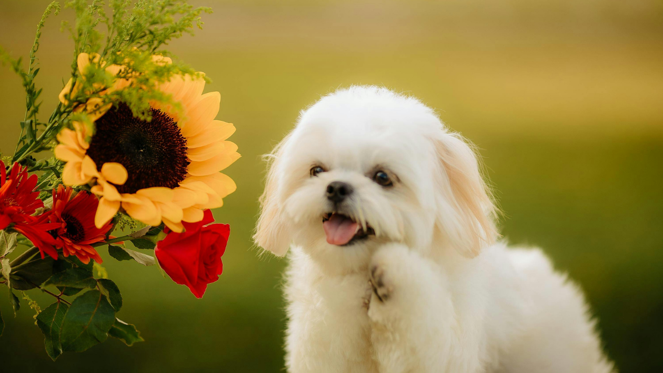 You are currently viewing Springtime Blooms: 10 Pet Friendly Plants & Flowers for a Safe Garden
