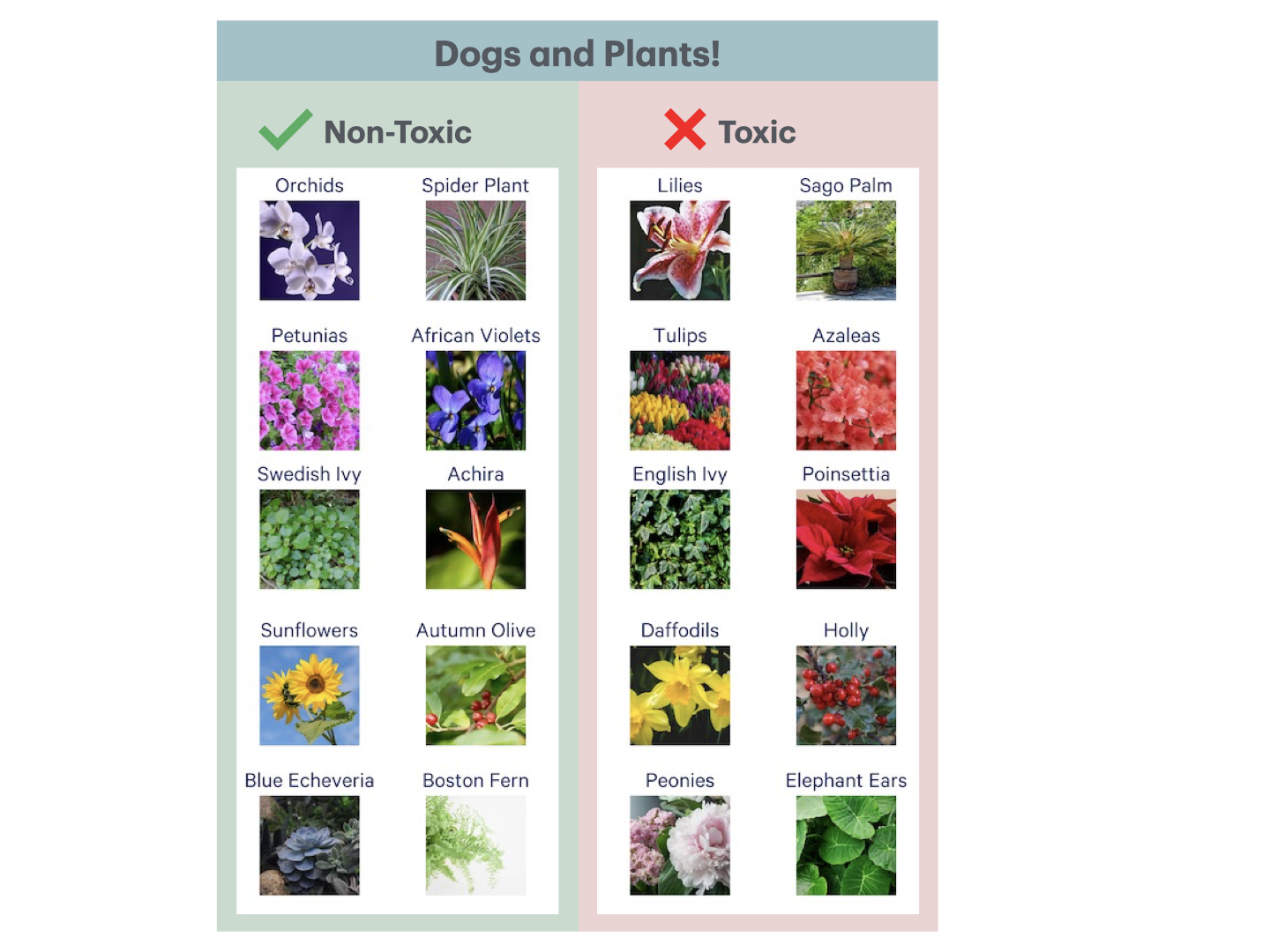 A list of non-toxic and toxic plants. Pet friendly plants & flowers