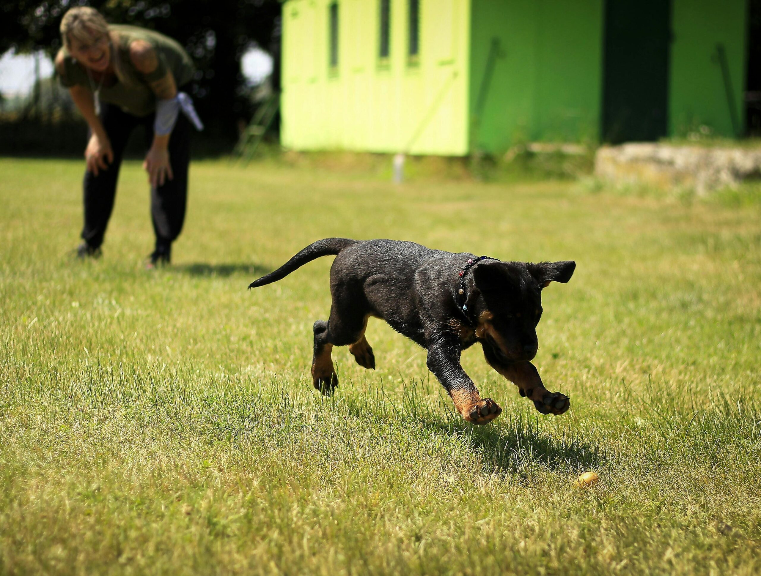 You are currently viewing The Best Online Dog Training Courses for a Well-Behaved Pet 2025
